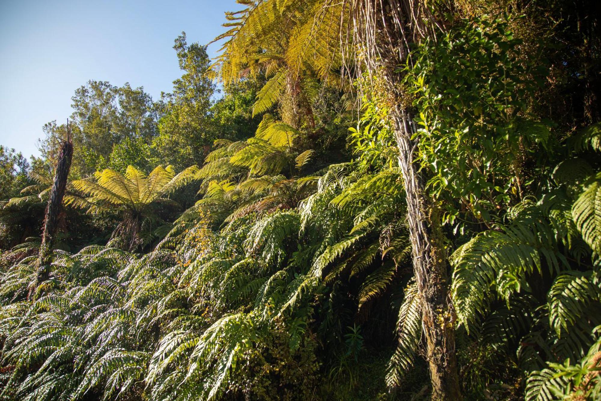 Ivorytowers Accommodation Fox Glacier Luaran gambar